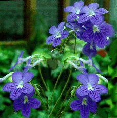 bluekornett