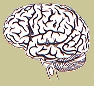 brain