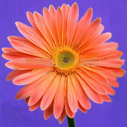 gerb1orange