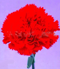 nejl1red