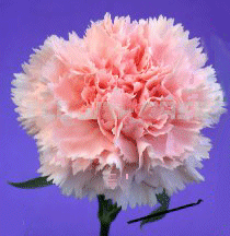 nejl1rosa