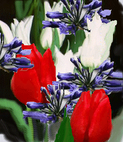 redvitblue