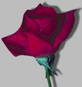 rosdarkknopp