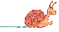 snigel